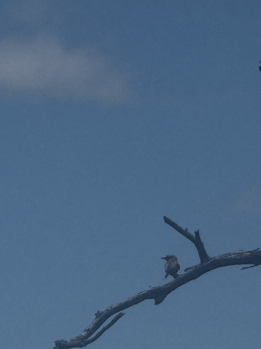 Lilac-breasted Roller - ML645440345