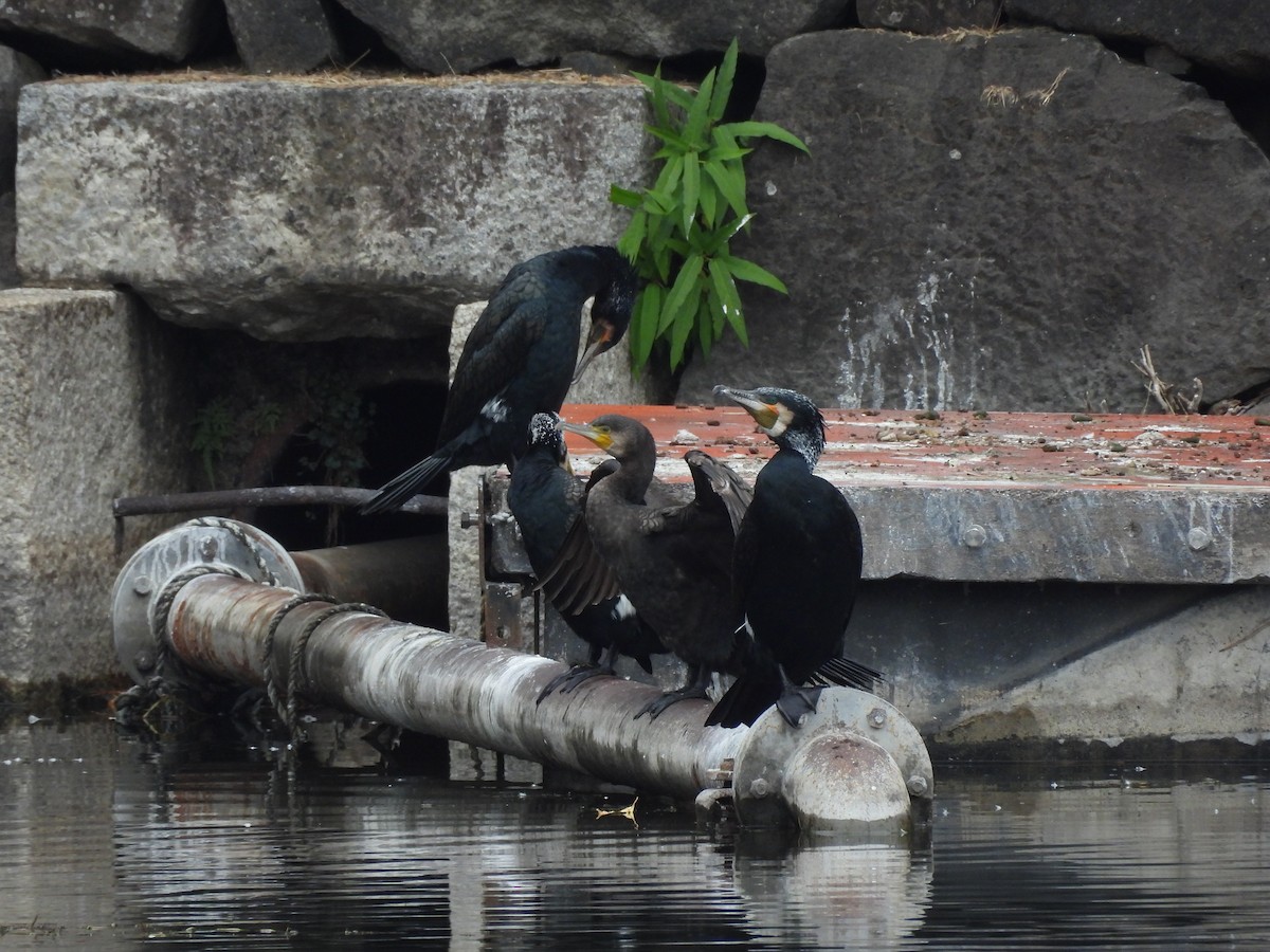 鸕鷀(sinensis/hanedae) - ML645440349