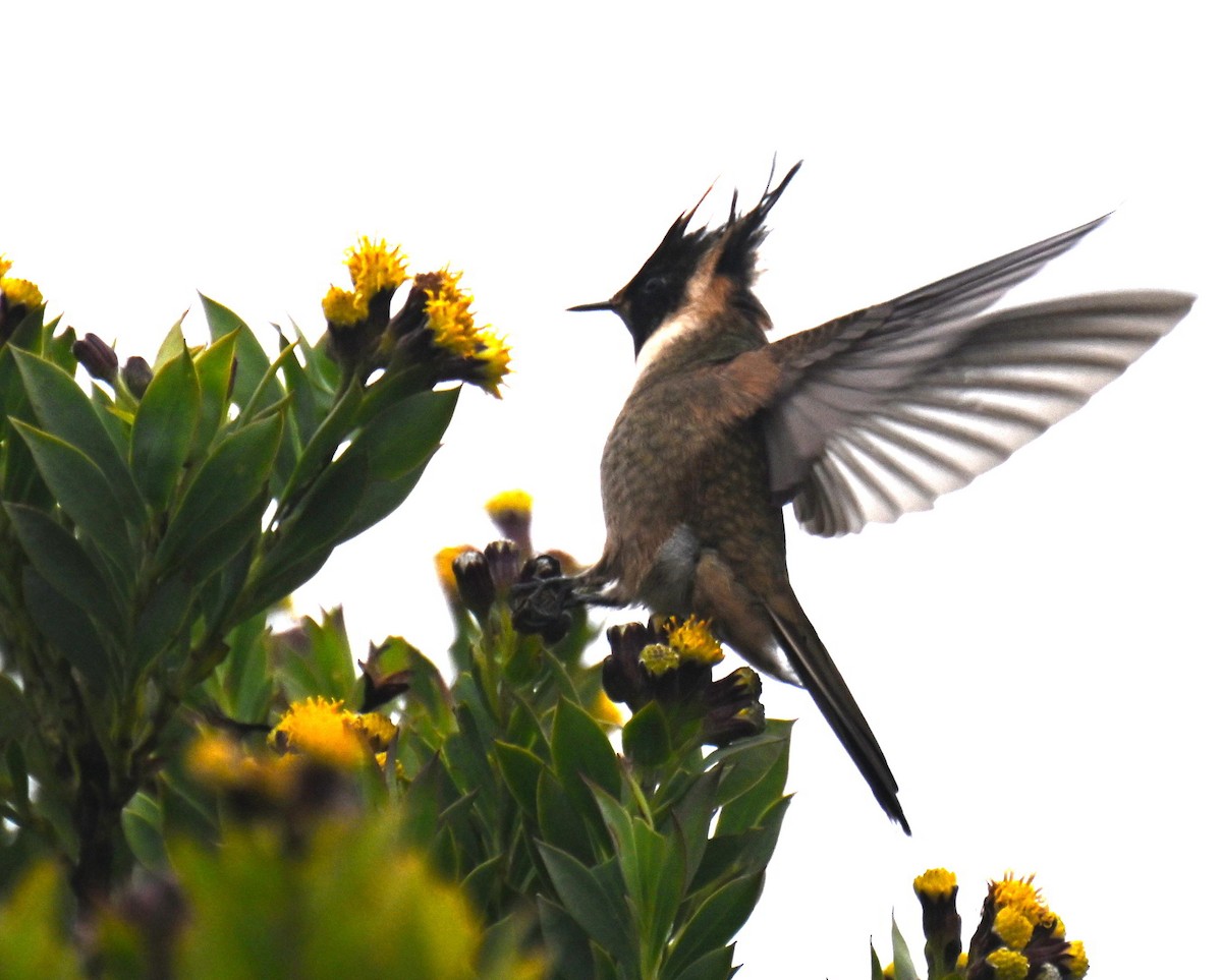 Buffy Helmetcrest - ML645440352