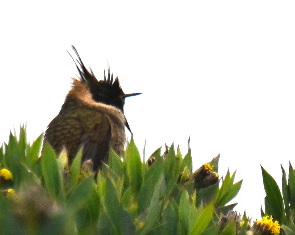 Buffy Helmetcrest - ML645440353