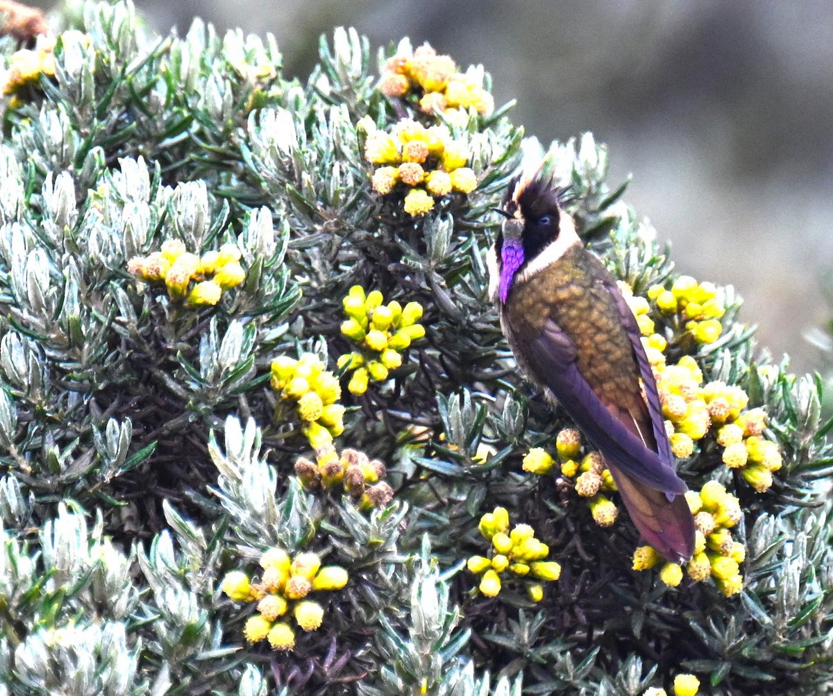 okerhjelmkolibri - ML645440354