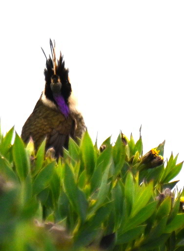 Buffy Helmetcrest - ML645440356