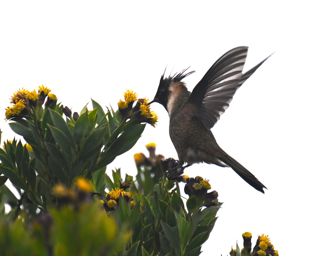 okerhjelmkolibri - ML645440357