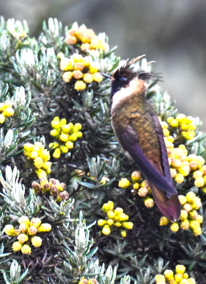 Buffy Helmetcrest - ML645440358