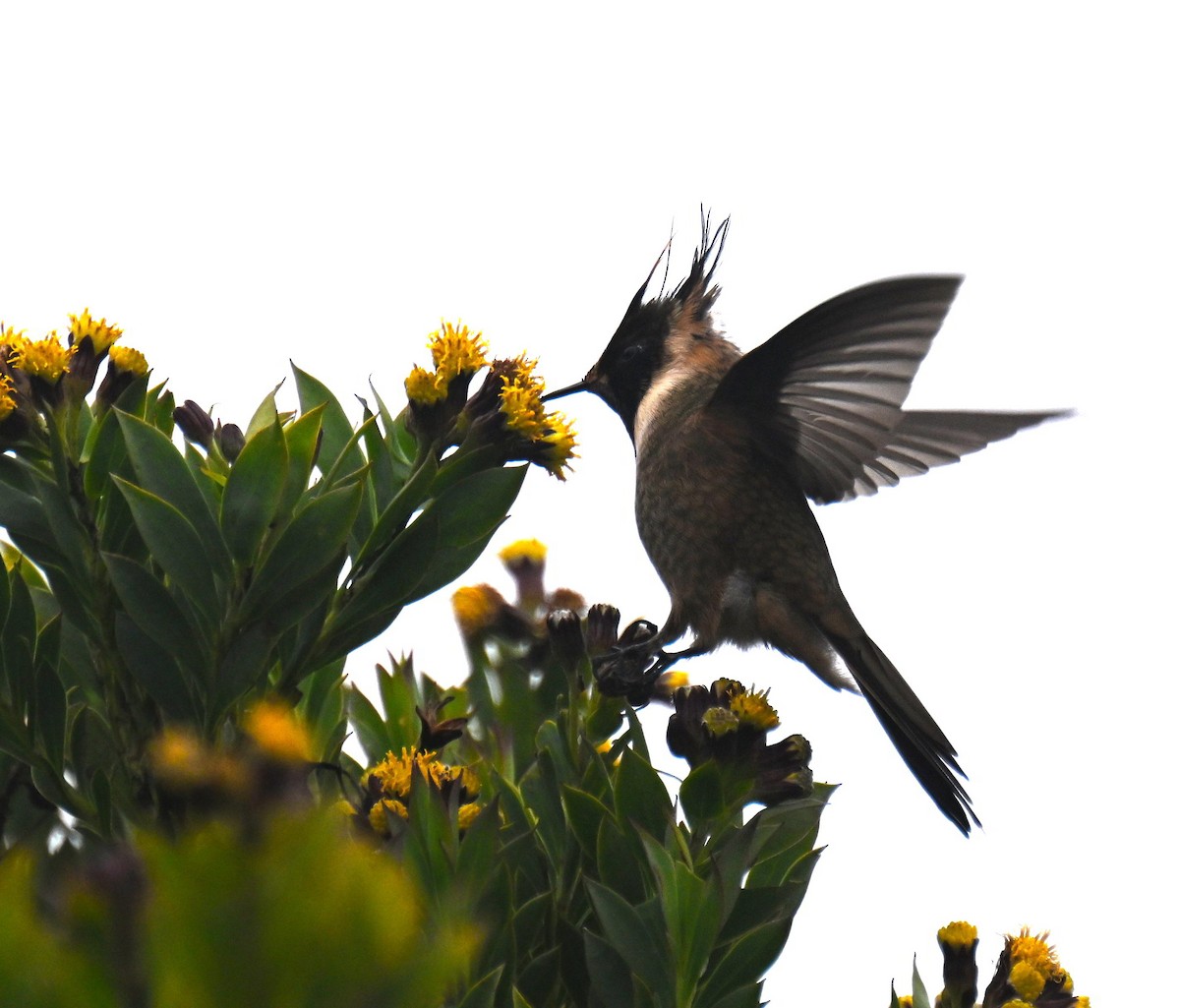 okerhjelmkolibri - ML645440359