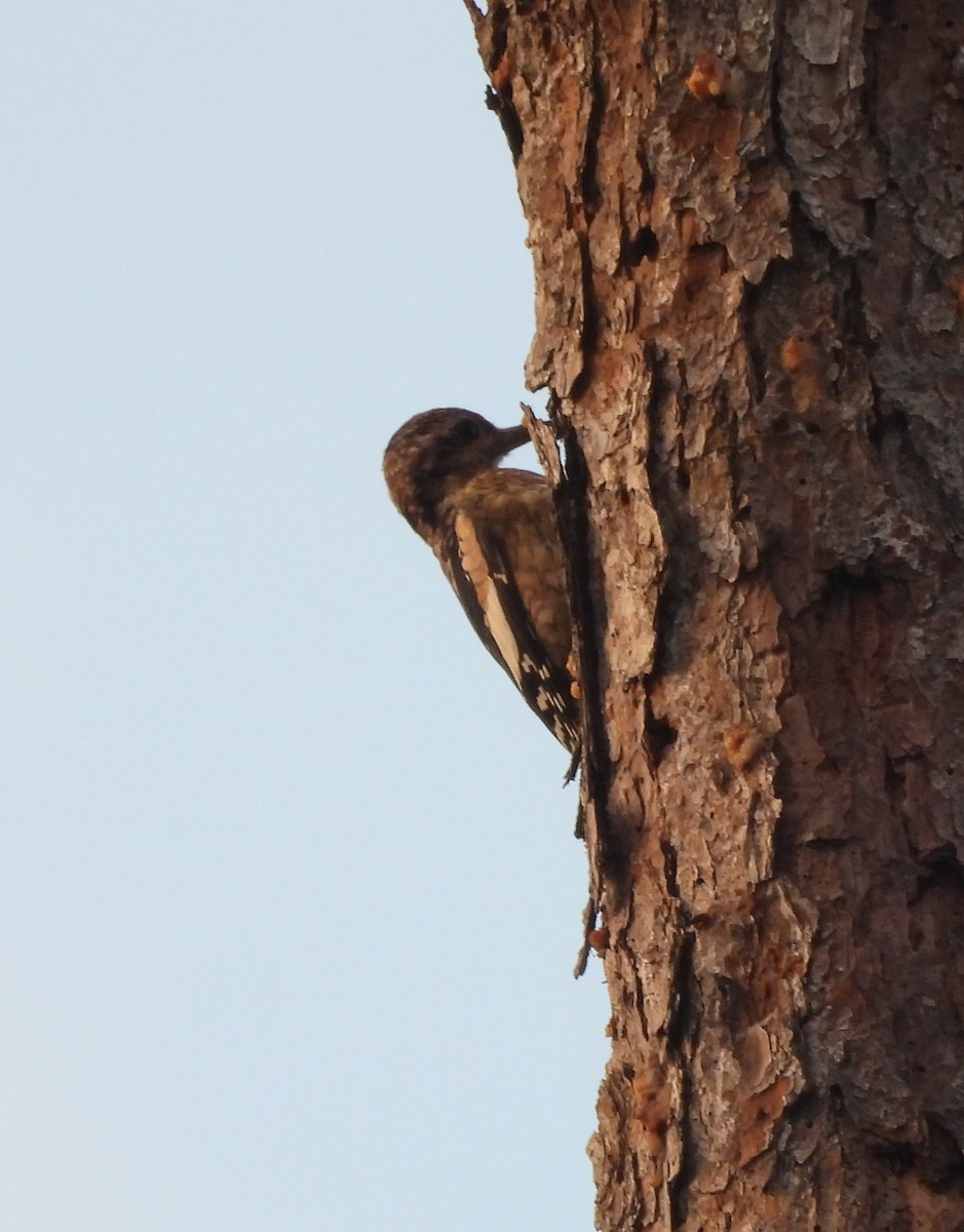 Yellow-bellied Sapsucker - ML645440361