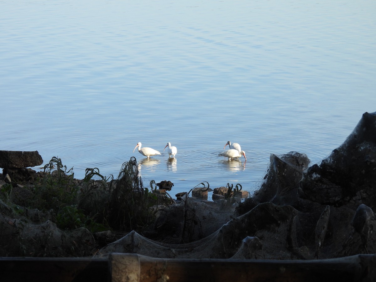 hvitibis - ML645440362