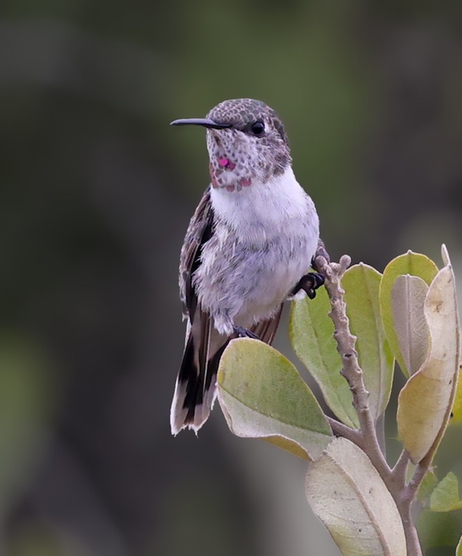 pinsettkolibri - ML645440365