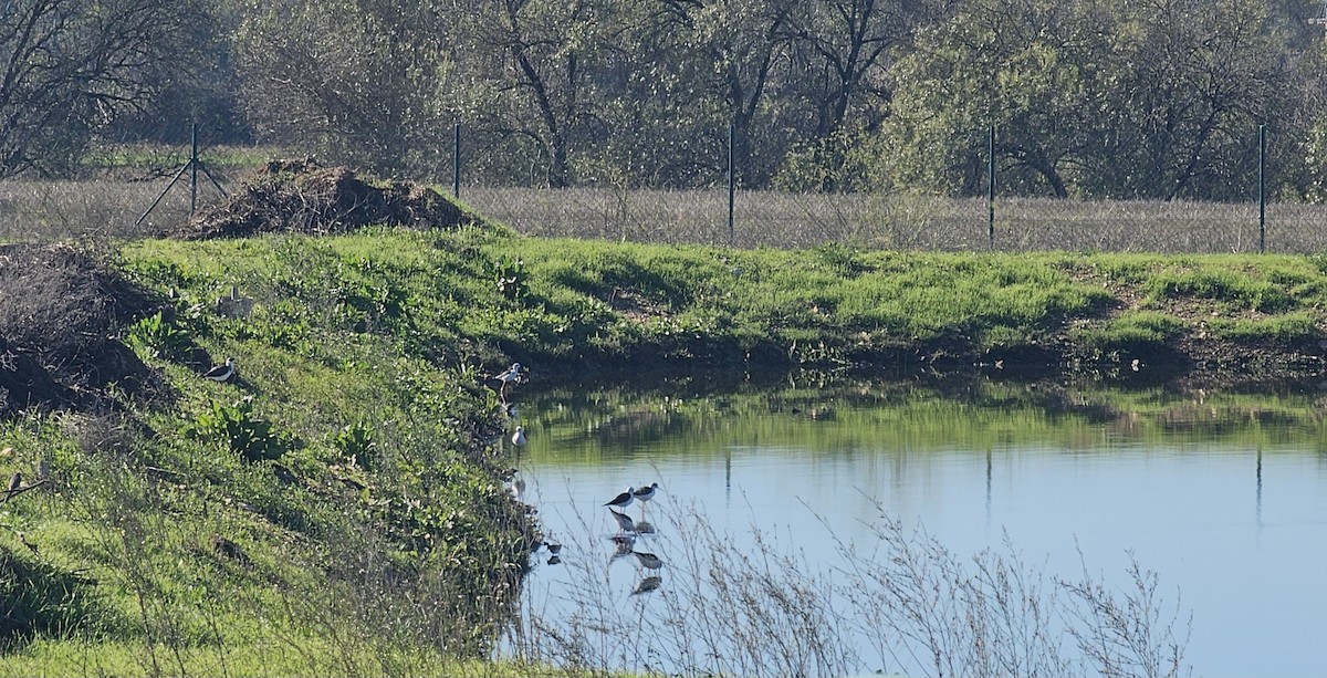 stylteløper - ML645440372