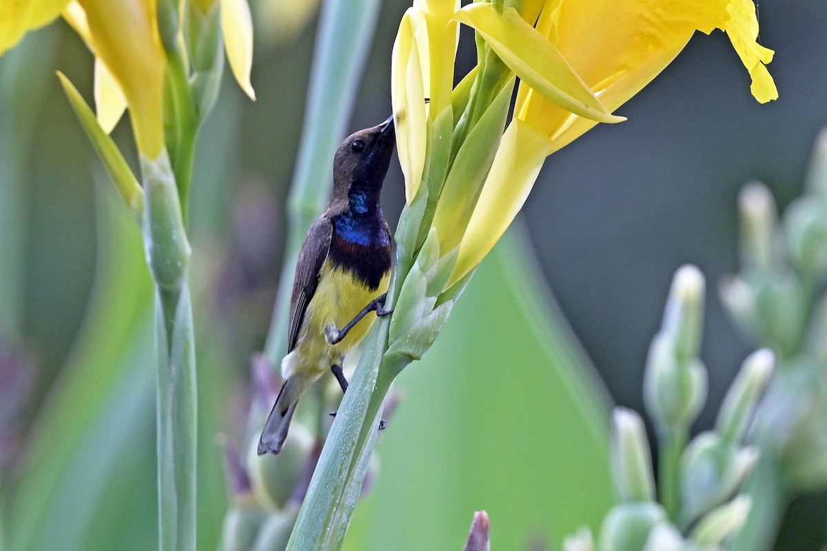 parksolfugl (ornatus gr.) - ML645440373