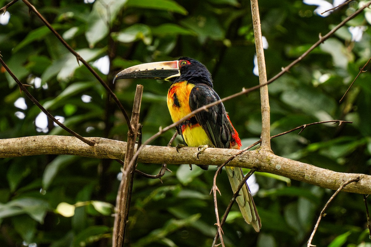 svartbeltetukan - ML645440375