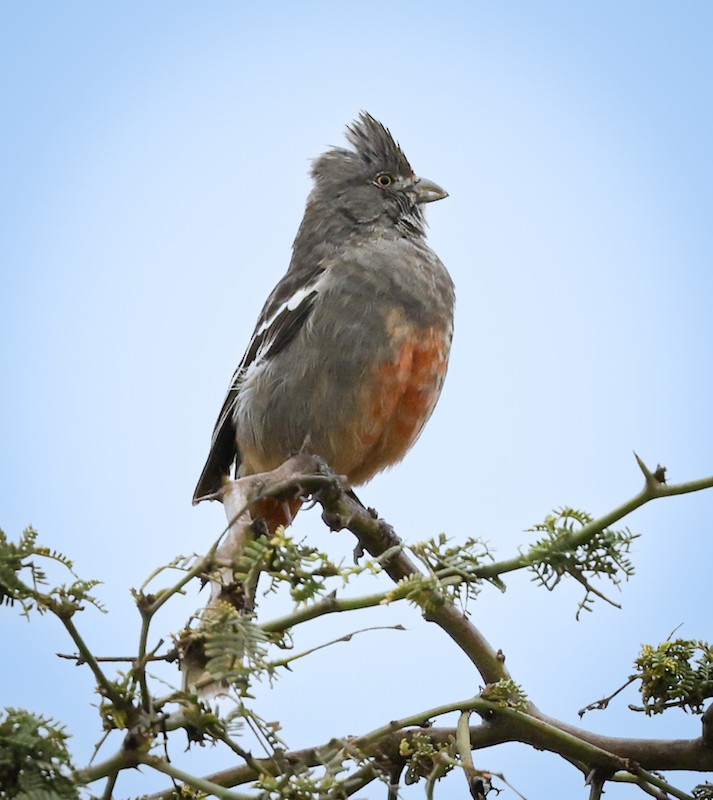 peruplanteklipper - ML645440377