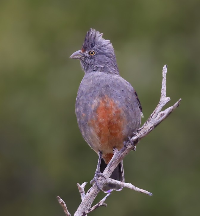 peruplanteklipper - ML645440378