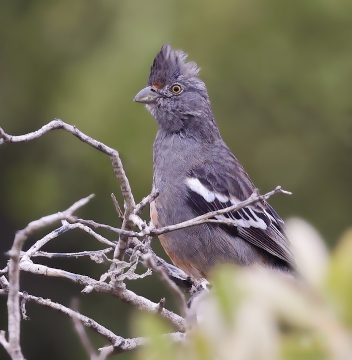 peruplanteklipper - ML645440379