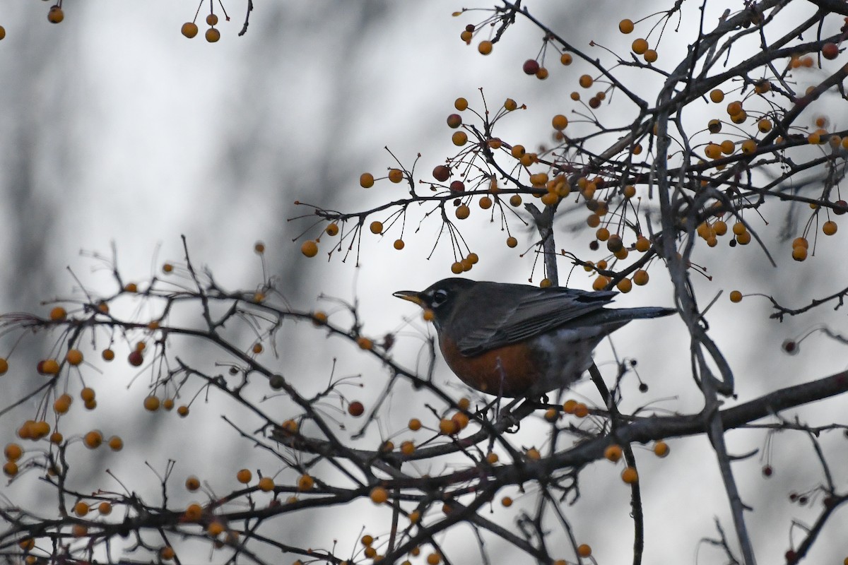 vandretrost - ML645440383