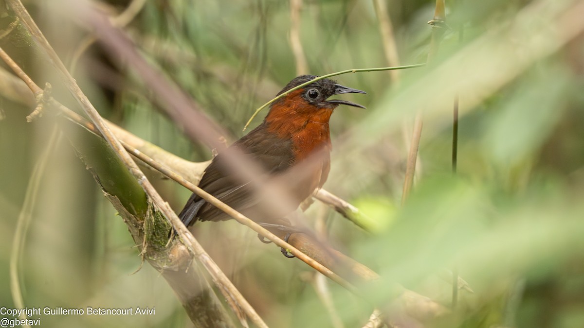 fløytesmett - ML645440384