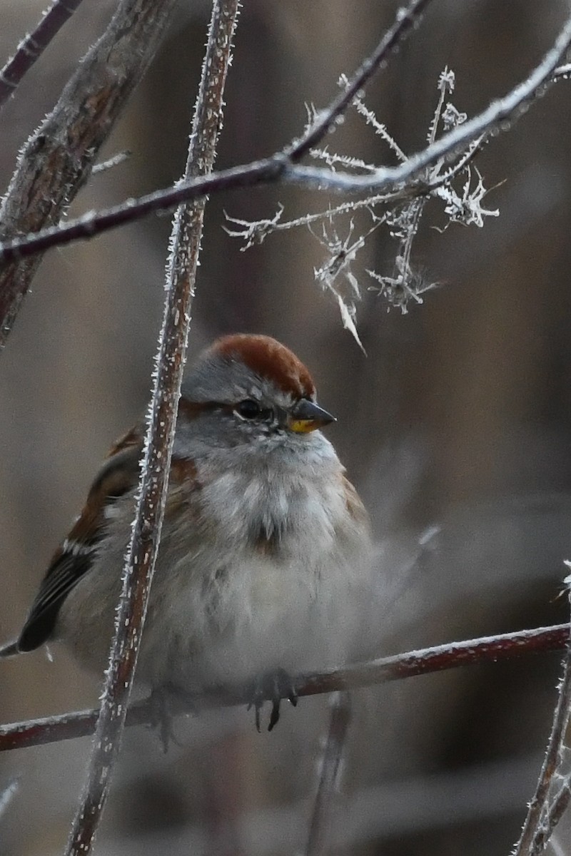 bjørkespurv - ML645440385