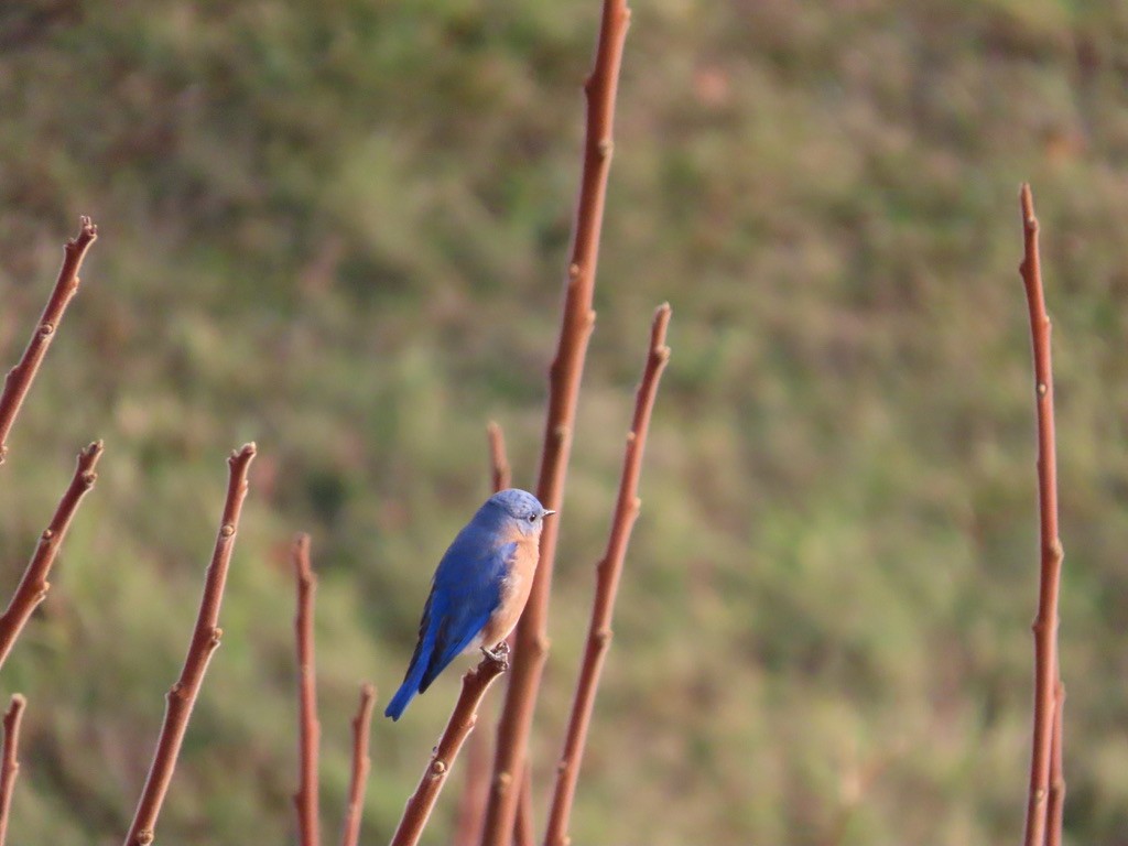 østblåfugl - ML645440386