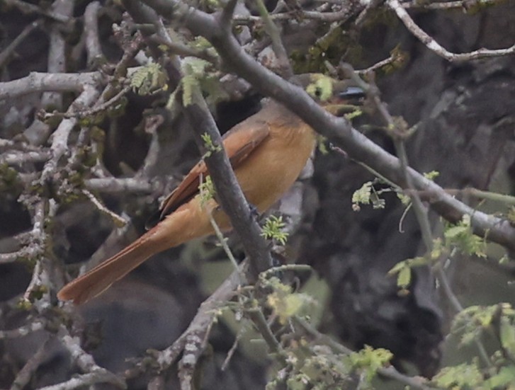 rusttyrann - ML645440387