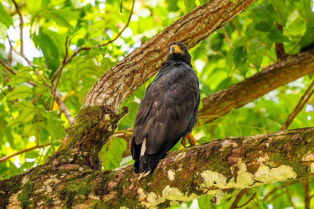 kullvåk - ML645440388