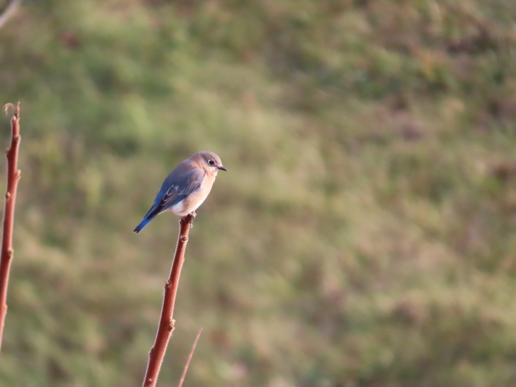 østblåfugl - ML645440389