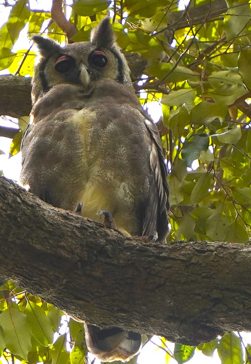 gråhubro - ML645440390