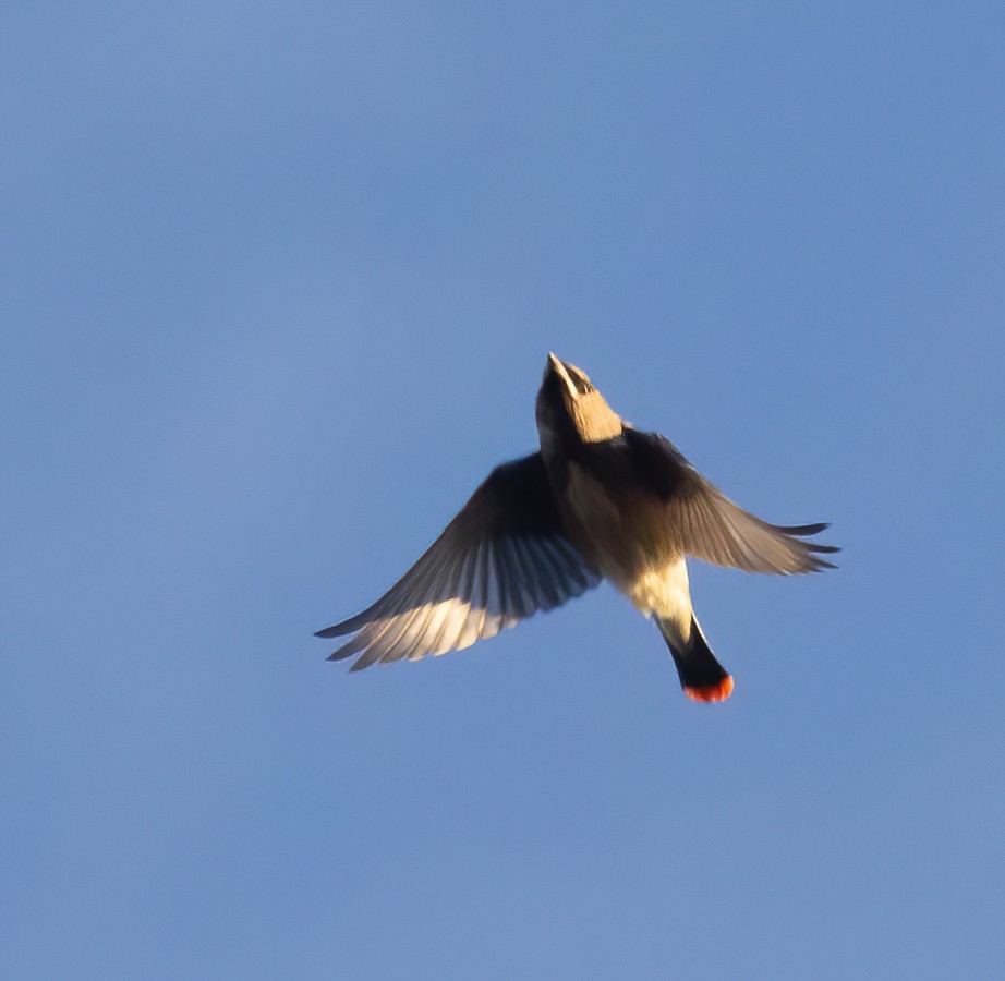 Cedar Waxwing - ML645440391