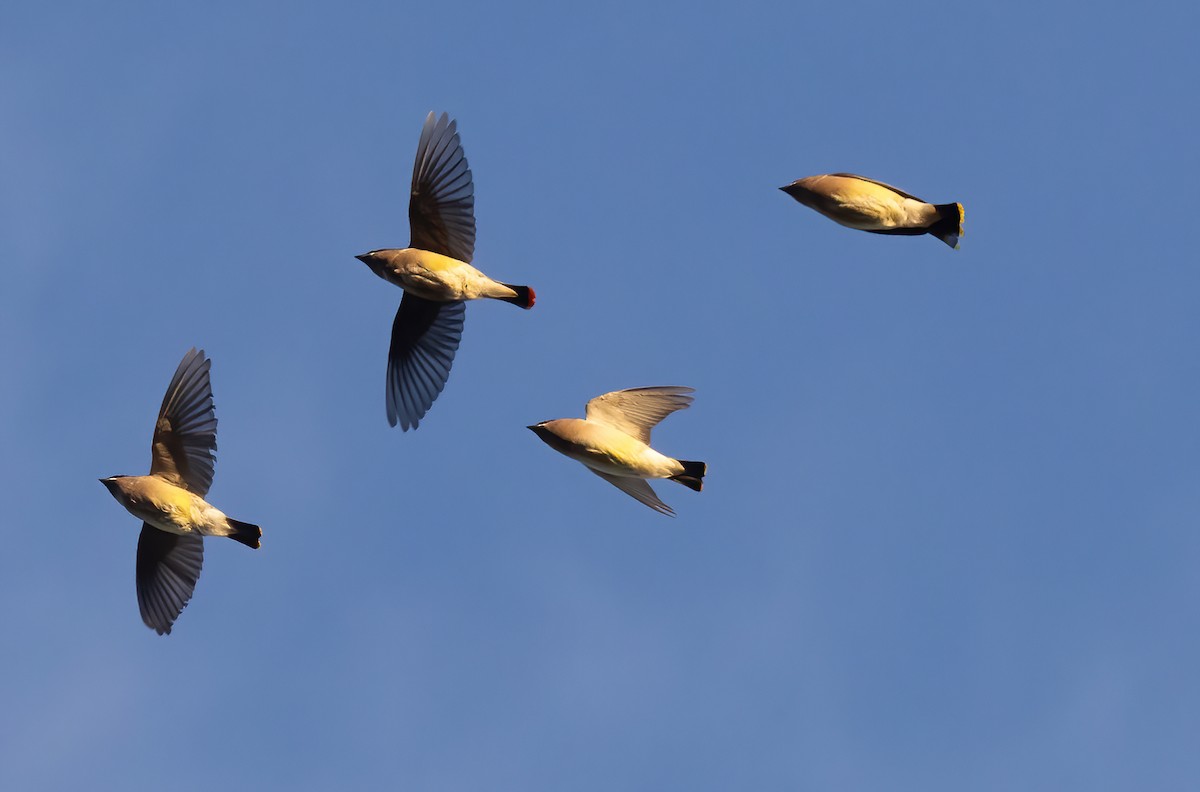 Cedar Waxwing - ML645440392