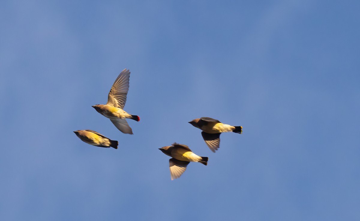 Cedar Waxwing - ML645440393