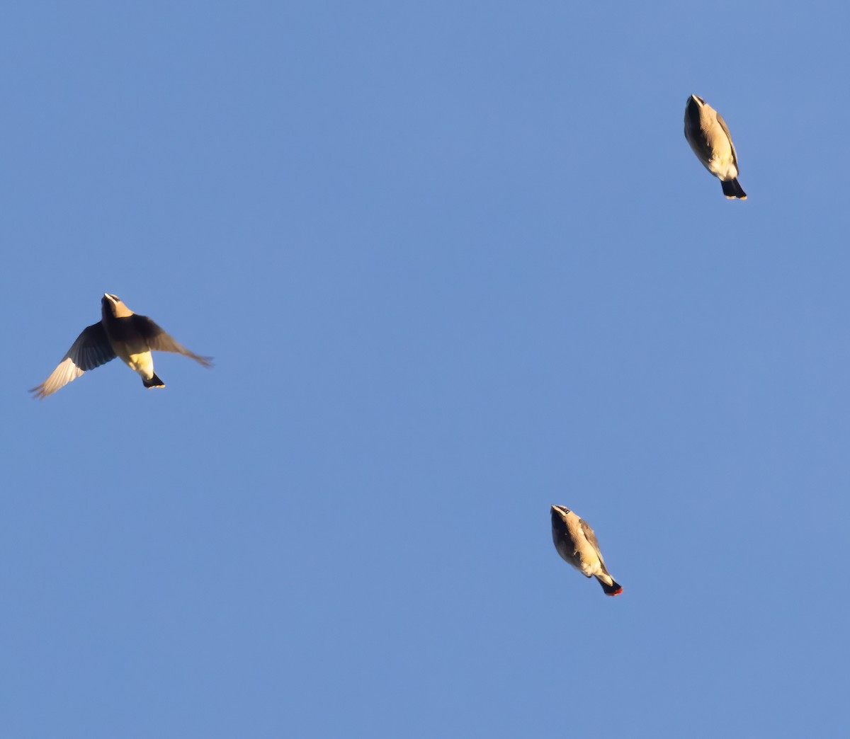 Cedar Waxwing - ML645440394