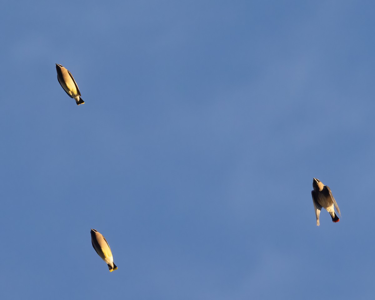 Cedar Waxwing - ML645440395