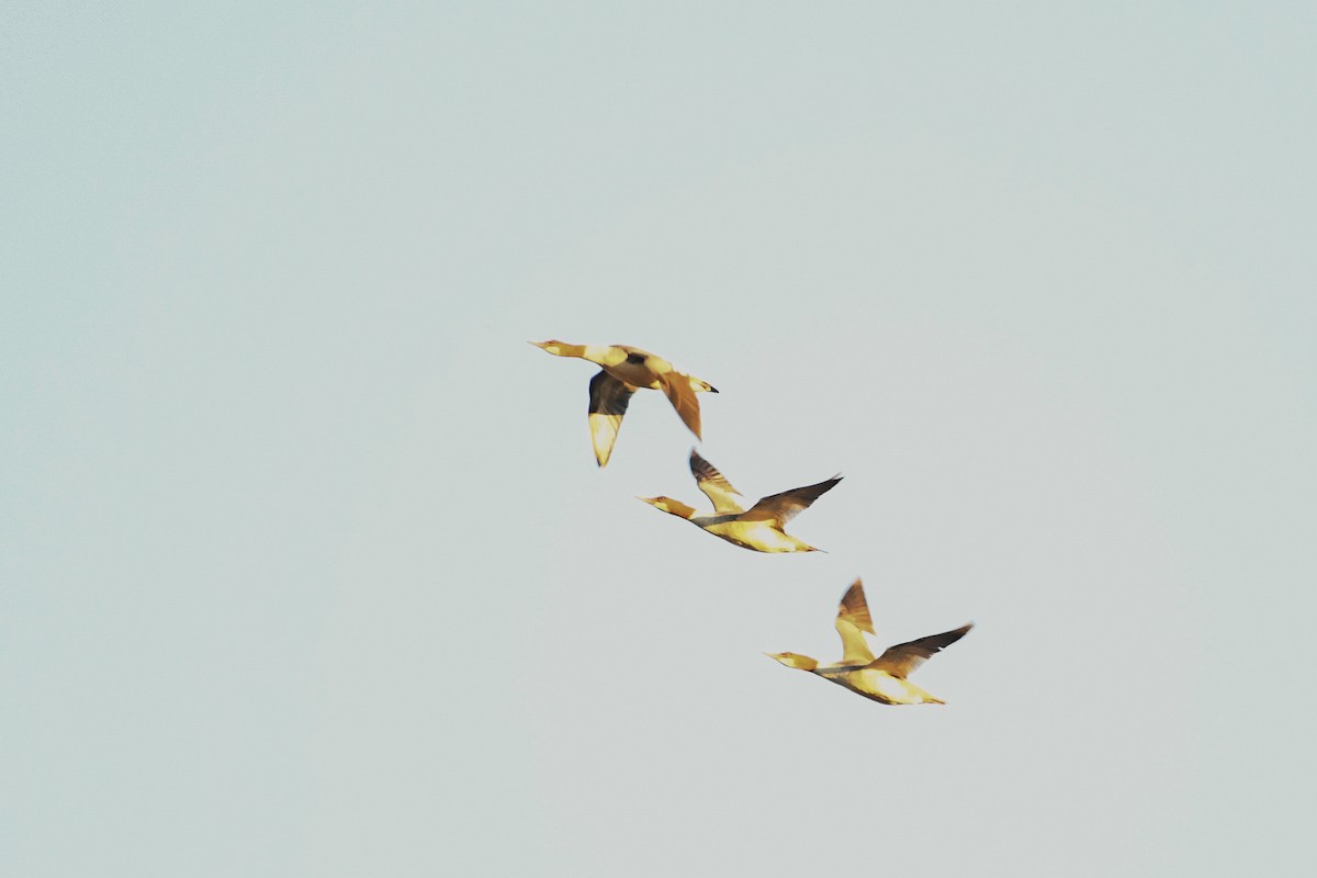 laksand - ML645440396