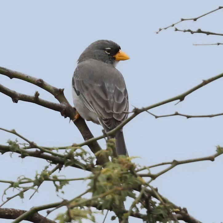 piuraspurv - ML645440401