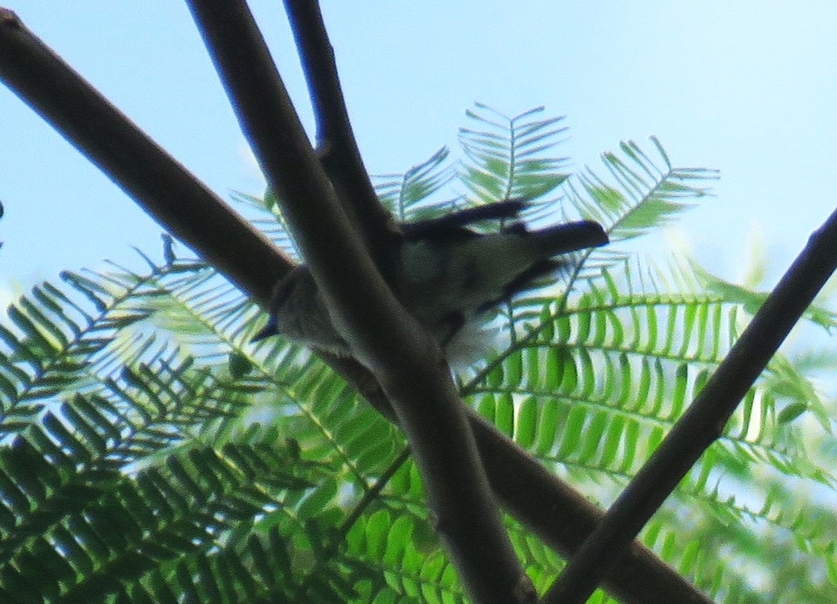 askeplystrer - ML645440402