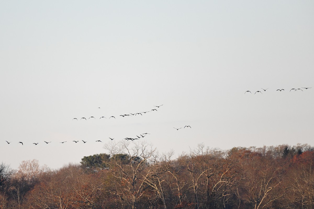 kanadagås - ML645440404