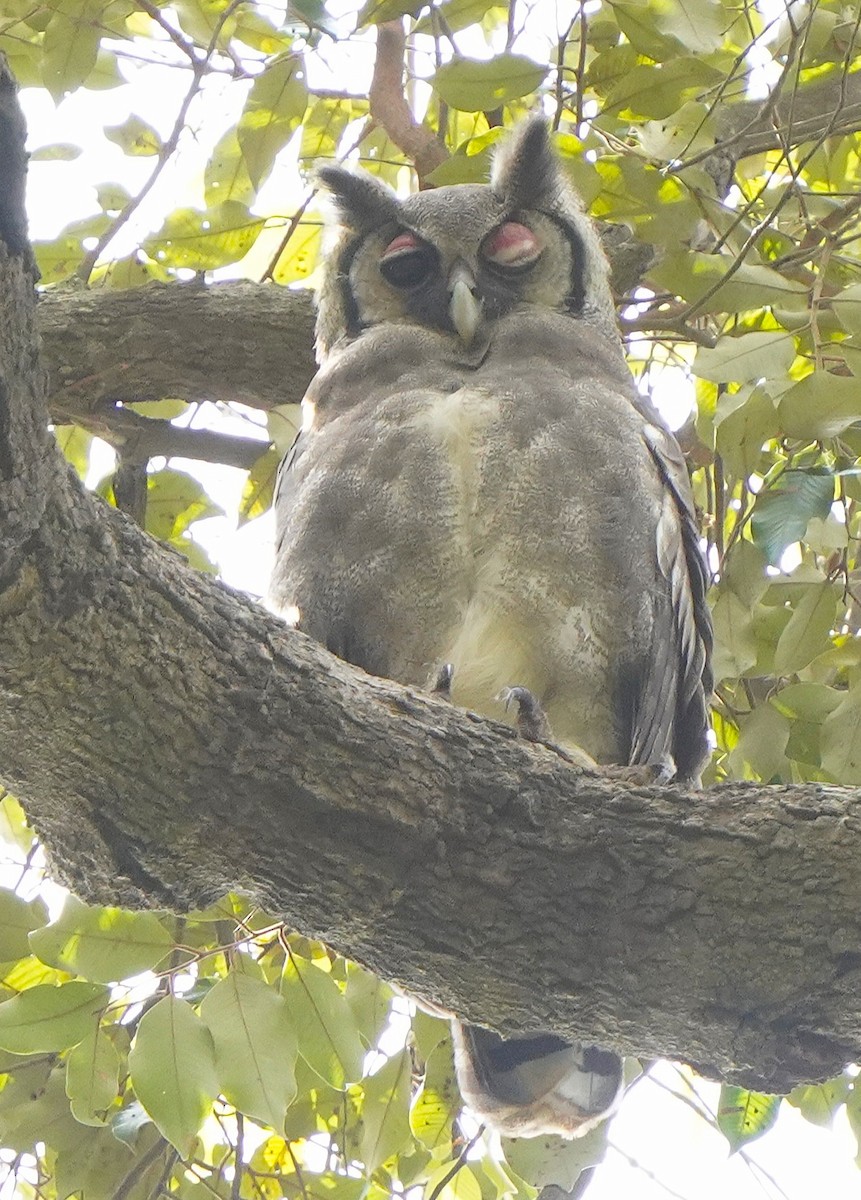 gråhubro - ML645440405