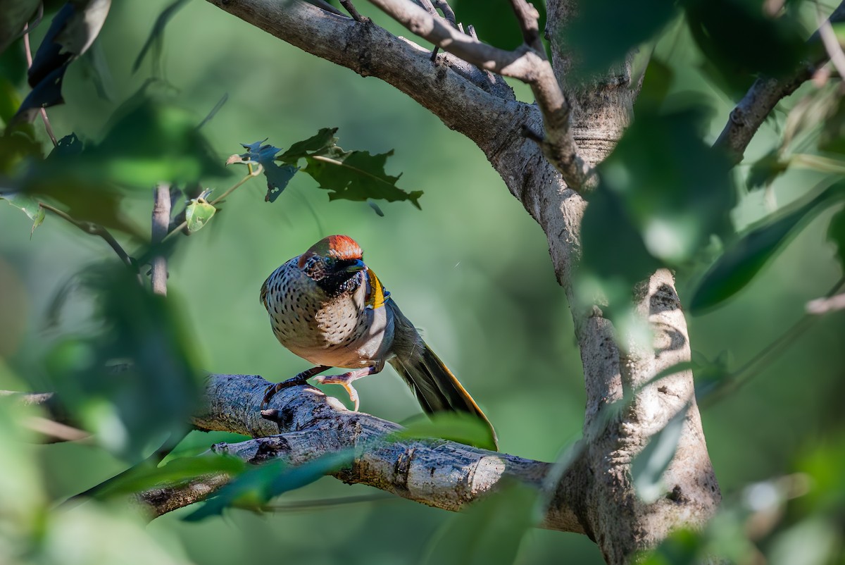 Chestnut-crowned Laughingthrush - ML645440406