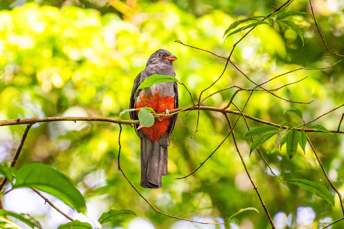 Slaty-tailed Trogon - ML645440408