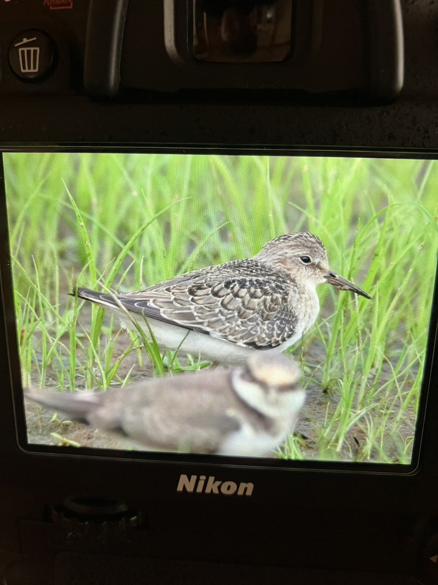 Temminck's Stint - ML645440410