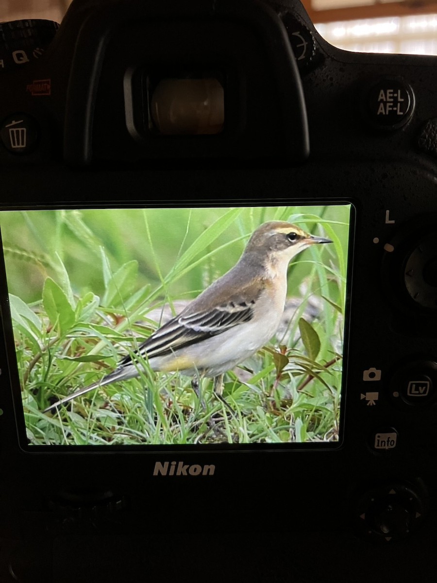 østgulerle - ML645440412