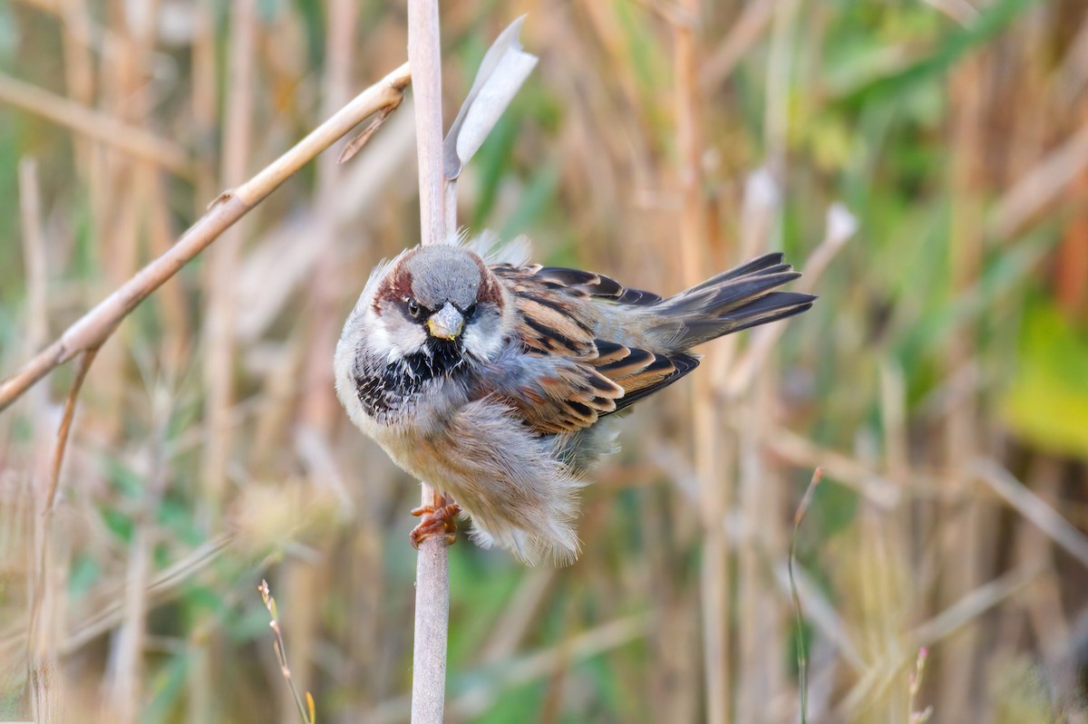 Gorrión Común - ML645440430
