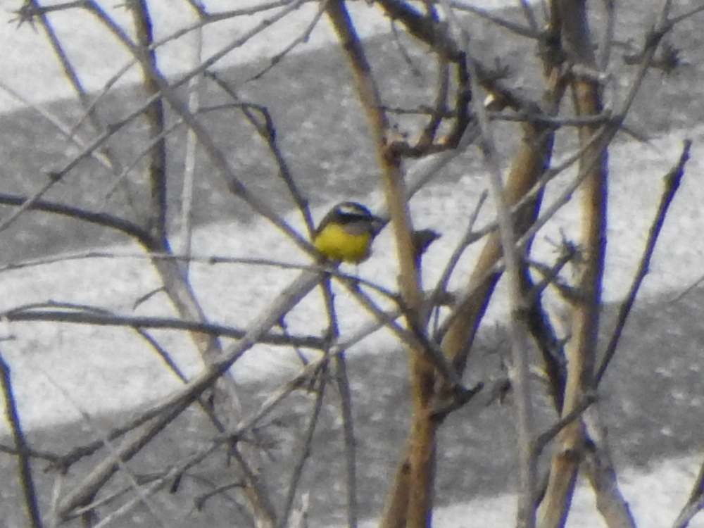 Sucrier à ventre jaune - ML645440448