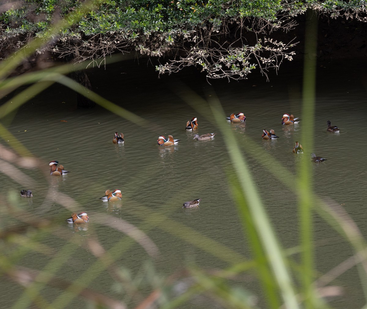 Мандаринка - ML645440453