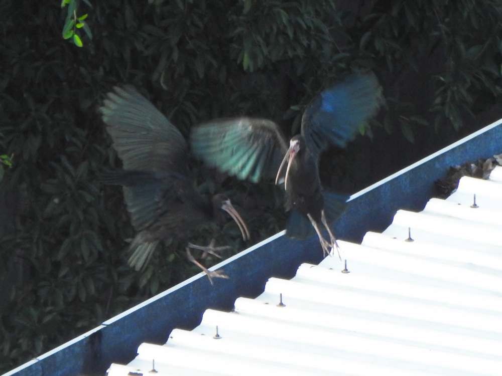 Bare-faced Ibis - ML645440459