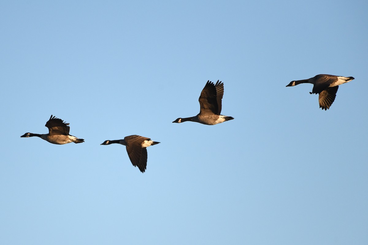 berneška velká - ML645440461