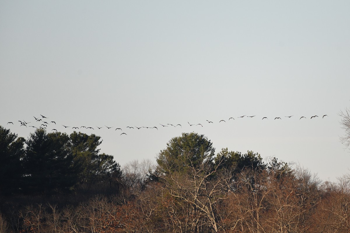 berneška velká - ML645440463