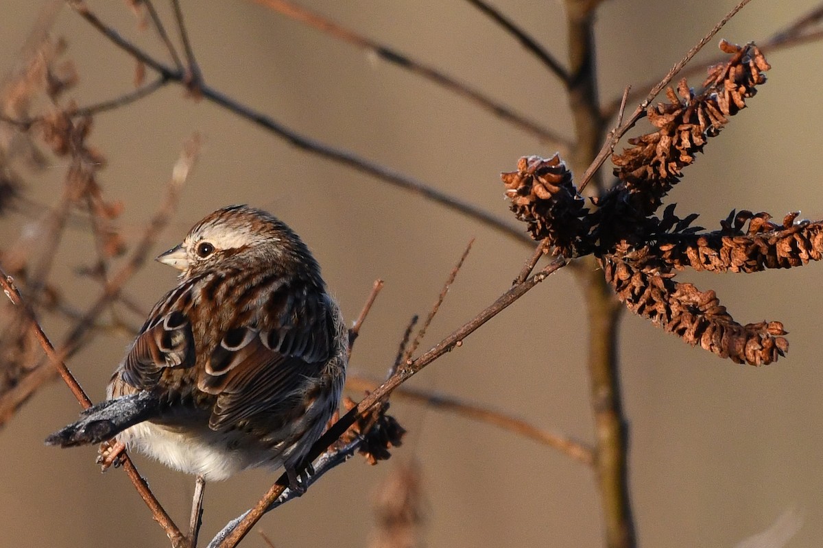 strnadec zpěvný - ML645440470