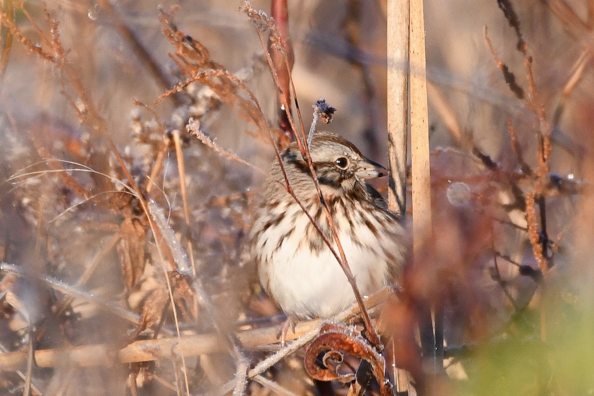 strnadec zpěvný - ML645440471