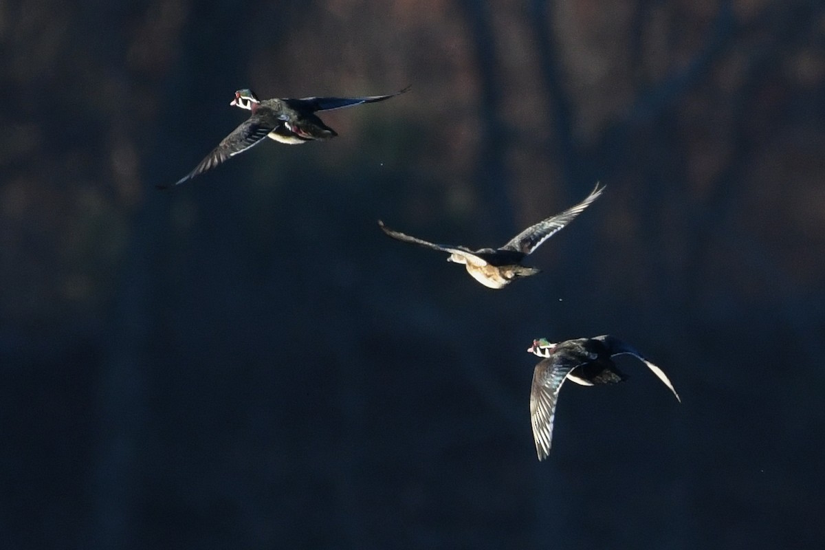 kachnička karolínská - ML645440473