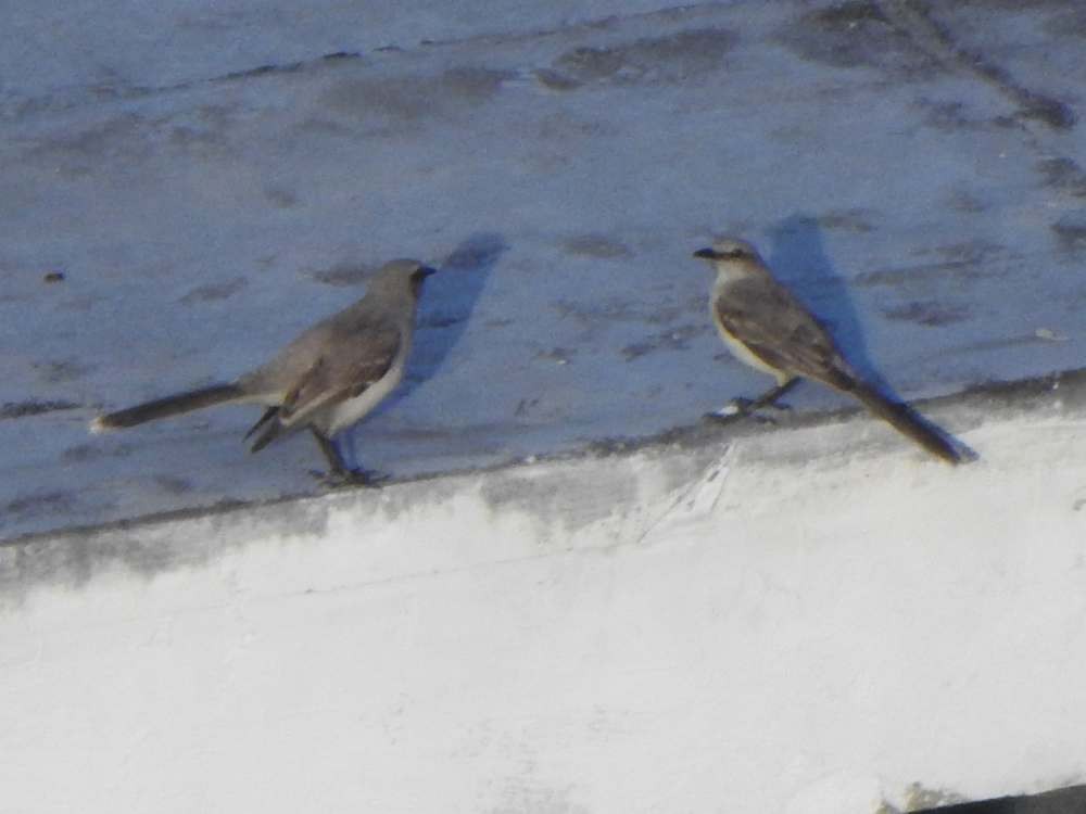 Tropikal Taklitçi - ML645440474